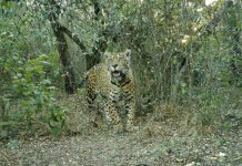 Mataron a una yaguareté reinsertada en El Impenetrable