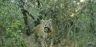 Mataron a una yaguareté reinsertada en El Impenetrable