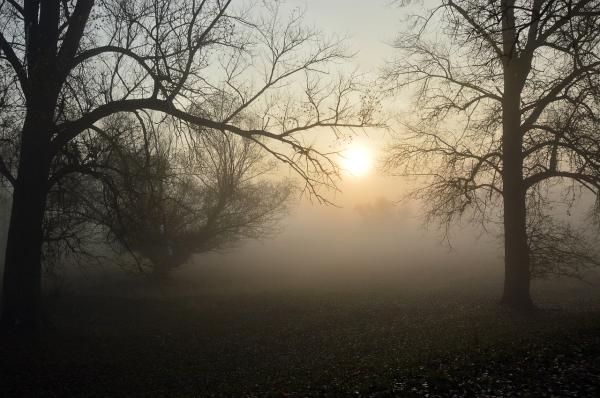 niebla2