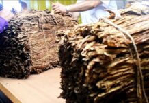 CAMPAÑA 2025/26: NÚMEROS ACTUALIZADO DEL ACOPIO DE TABACO
