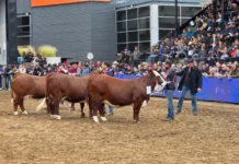 Producción: Genética, esfuerzo y trabajo correntino expuesto en la Expo Rural de Palermo